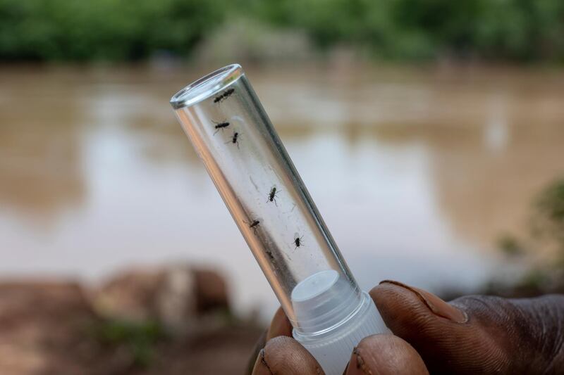 Along the Gambia River, vector control technicians capture black flies by allowing the flies to land on their lower extremies. They are then transferred into viles to transport to a lab. The Gambia River in Senegal is a breeding ground for black flies that can carry the parasite that transmits river blindness.

The END Fund is working to eradicate river blindess in Senegal.