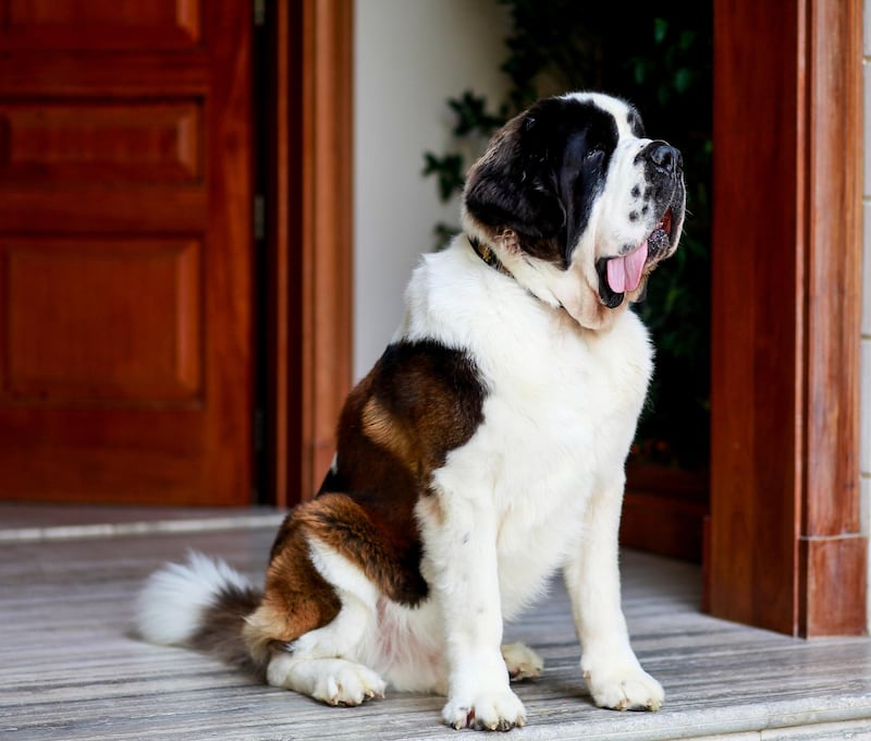 Beethoven, the St Bernard dog, head of his modelling turn. Courtesy Boujie Paws Co