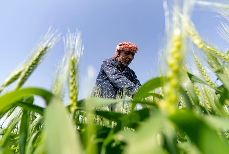 Workers check the wheat at the pioneering farm project in Mleiha, Sharjah. Chris Whiteoak / The National