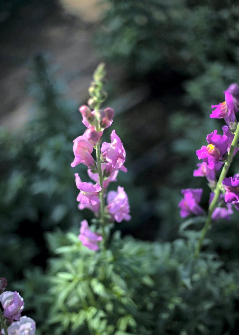 FUJAIRAH, UNITED ARAB EMIRATES.  16 FEBRUARY 2021. 
Mohammed Al Mazroui's UAE Flower Farm in Asimah.
Photo: Reem Mohammed / The National
Reporter: Alexandra Chavez