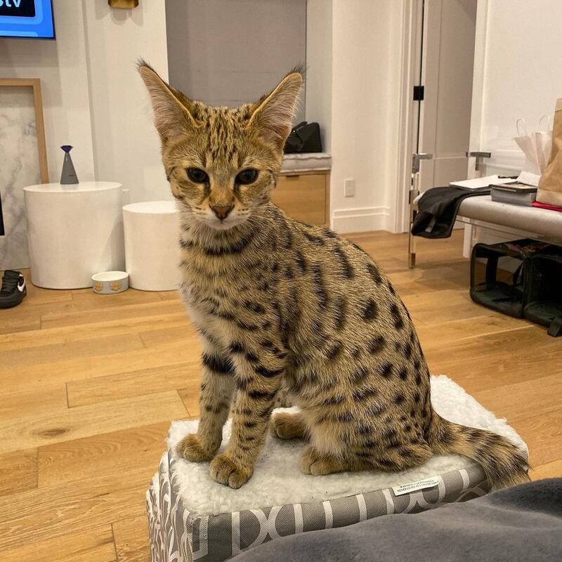 Justin Bieber: The 'Sorry' singer famously paid $35,000 for a pair of Savannah Cats he named Sushi and Tuna, even setting up their own Instagram account. A hybrid cross between a serval and a domestic cat, they are highly intelligent and can weigh up to 11.3 kilograms. Instagram