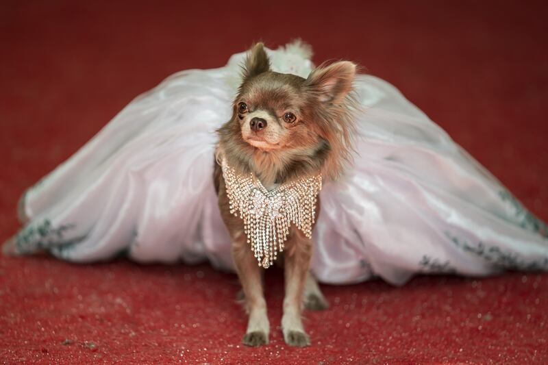 A dog in a gown is judged on the red carpet. 