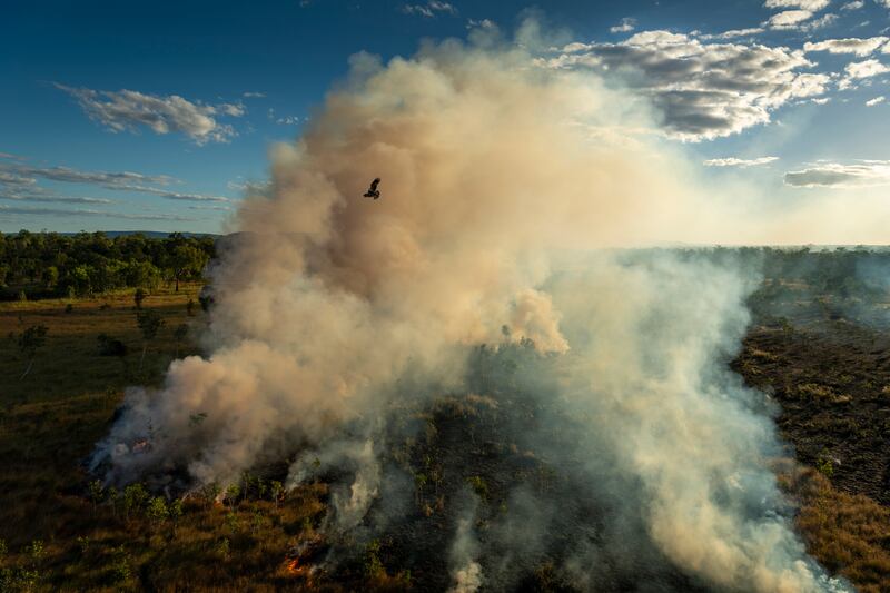 The photo which won the World Press Photo Story Of The Year award by Matthew Abbott for National Geographic Magazine/Panos Pictures, titled Saving Forests With Fire, shows A black kite (subspecies Affinis of Milvus migrans) flies above a cool-burn fire lit by hunters earlier in the day, in Mamadawerre, Arnhem Land, Australia, May 2, 2021.  The raptor, also known as a firehawk, is native to Northern and Eastern Australia, and hunts near active fires, snatching up large insects, small mammals, and reptiles as they flee the flames. Matthew Abbott for National Geographic / Panos Pictures / World Press Photo