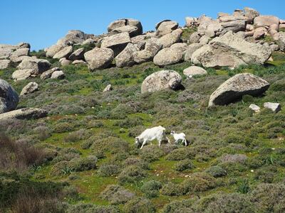 Tinos’s boulderstrewn hills. Courtesy Anastasis Miari