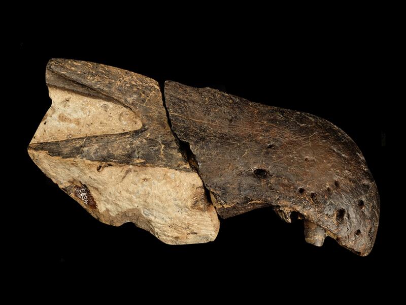 The snout of a 'Ceratosuchops inferodios'. The two carnivorous reptiles are thought to have been nine metres long, with skulls similar to those of crocodiles.
