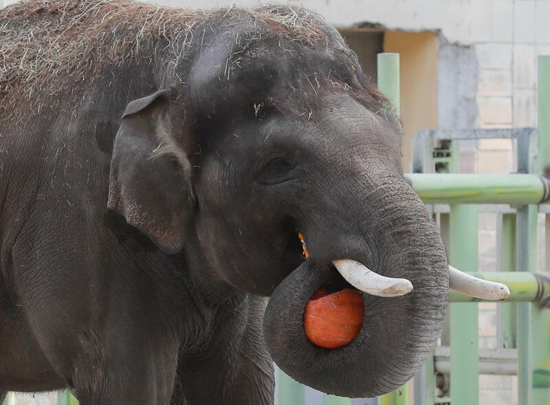 An elephant with a pumpkin in the central Zoo in Kiev.  EPA