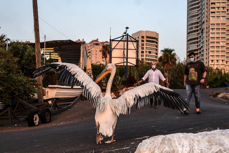 Ali and his son Omar Al Oud greet Ovi the pelican outside Abou Mounir Fish Cafe as the rescued bird runs towards them. Elizabeth Fitt for The National