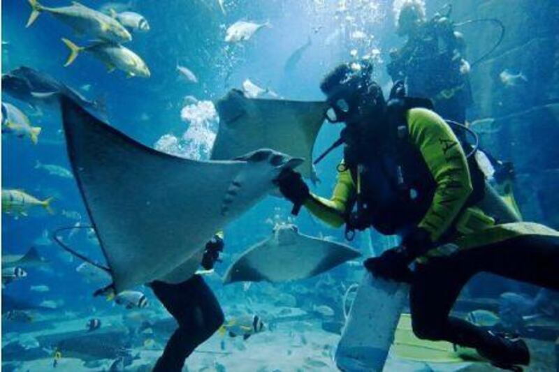 Atlantis diver Nathaniel Alapide feeds squid to a Cownose Ray in The Lost Chambers aquarium at the Atlantis hotel in Dubai, August 2, 2011. (Jeff Topping/The National)