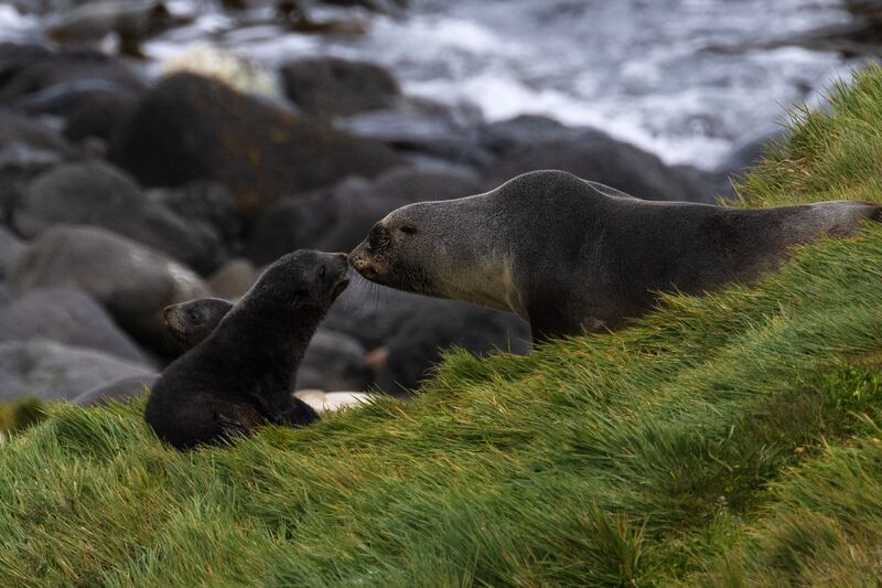 A fur seal and her pups on Desolation Island. Killer whales have been observed preying upon the seals
