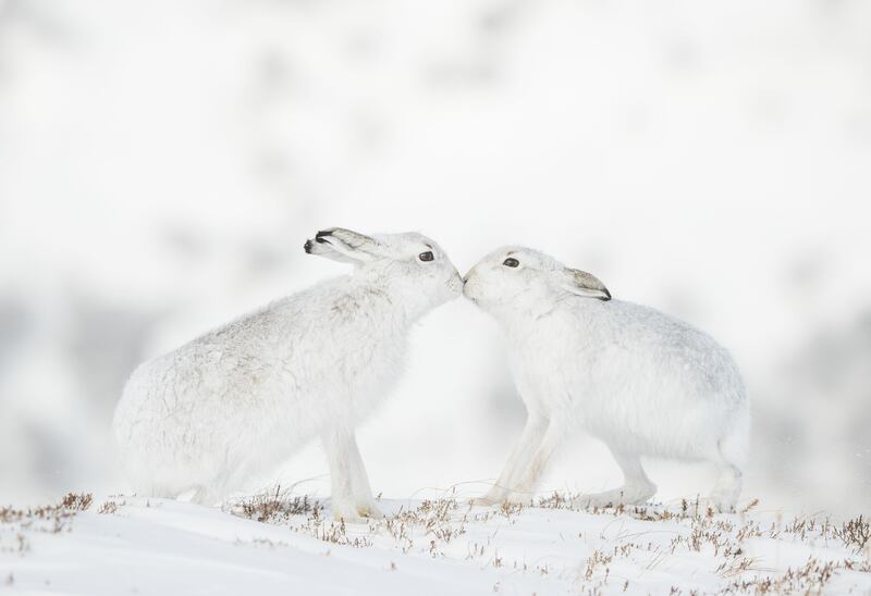 Tender Touch by Andy Parkinson, of two courting mountain hares in the Monadhliath Mountains in Scotland