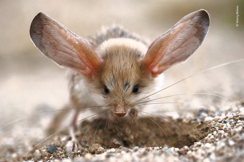 Big ears by Valeriy Maleev, Russia. Maleev was on a summer expedition to the Mongolian part of the Gobi Desert when he happened upon a long-eared jerboa. As blood moves through the ears of these usually nocturnal animals, excess heat dissipates across the skin and so the jerboa is able to stay cool. Valeriy Maleev / Wildlife Photographer of the Year