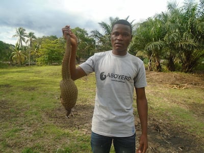 Valorian Tegebong, a master's student on internship with Aboyerd, holding a dead pangolin a hunter gave to Aboyerd. Courtesy Aboyer