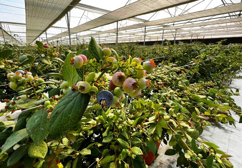 Blueberries being grown in Elite Agro's greenhouse in Al Ain. Photo: Elite Agro