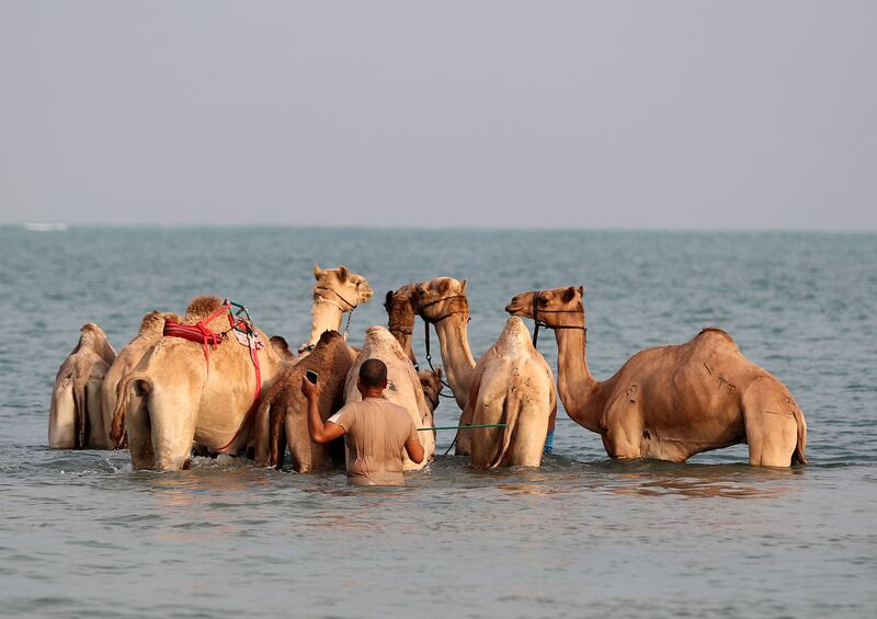 Aquatic exercise is gentle on the joints of the young camels