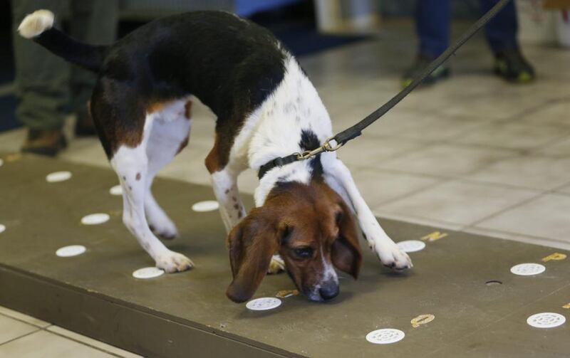 Elvis, a two-year-old beagle, sniffs polar bear protein samples at the Iron Heart Performance Dog Centre in Shawnee, Kansas. Orlin Wagner / AP




