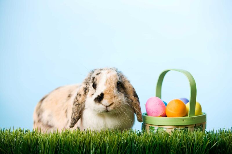 Rabbit With Easter Eggs On Grass. Getty Images