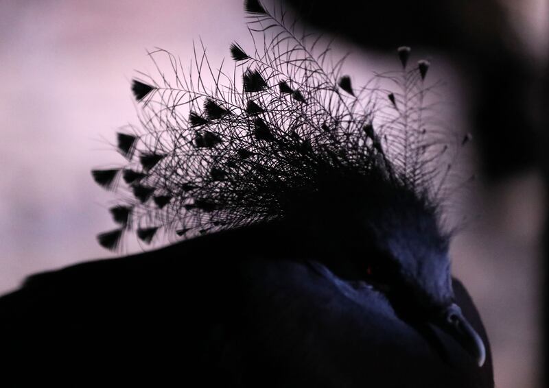 A Victoria Crowned Pigeon sleeps.