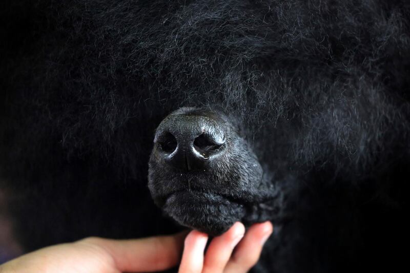 Siba, a standard poodle, is groomed before competing in the Best of Breed event. Photo: AP