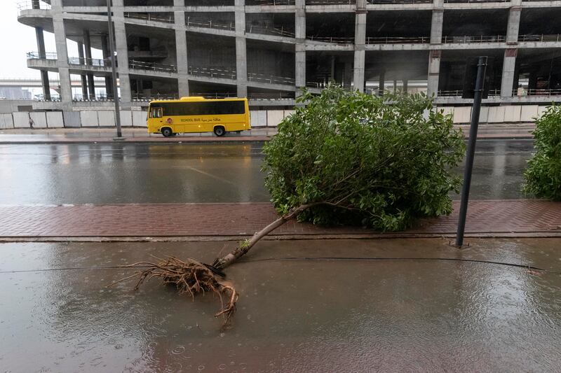 A tree felled by heavy rain and winds. Antonie Robertson / The National