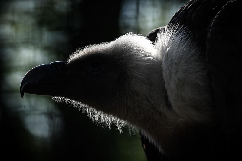 A close-up of a vulture.