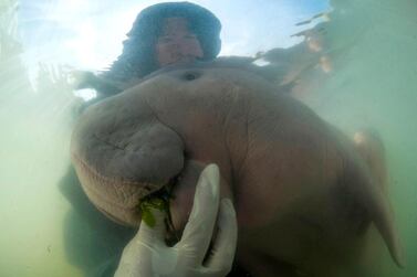 An official of the Department of Marine and Coastal Resources feeds sea-grass spread to Marium, a baby dugong lost from her mum in Libong island, Trang province, southern Thailand. Sirachai Arunrugstichai via AP
