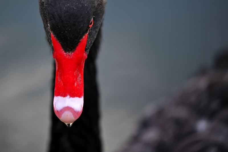 A black swan is pictured at the Retiro Park in Madrid. AFP