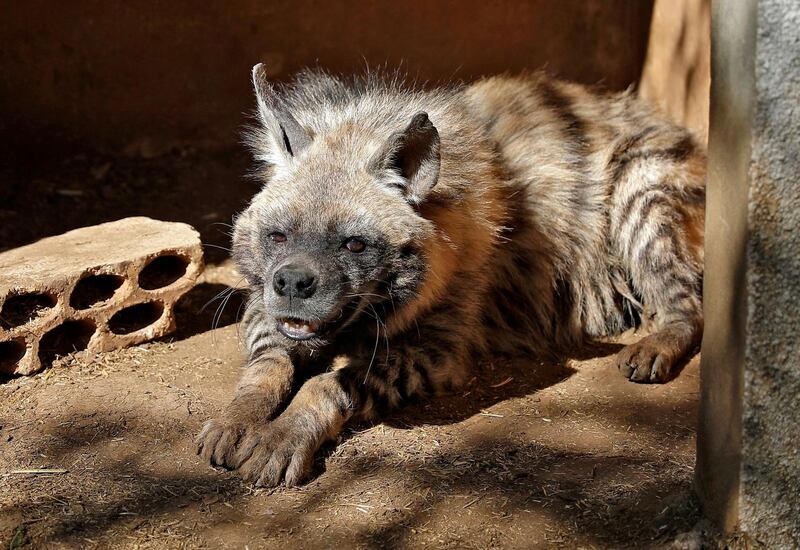 Animal Encounter specialises in striped hyenas. The centre was the first in Lebanon to breed the animals in captivity. AFP