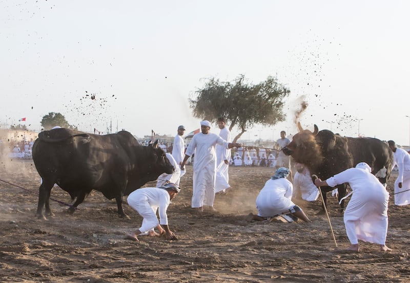 FUJAIRAH, UNITED ARAB EMIRATES- Winning bull is being thrown with dirt at bull fighting in Fujairah corniche.  Leslie Pableo for The National