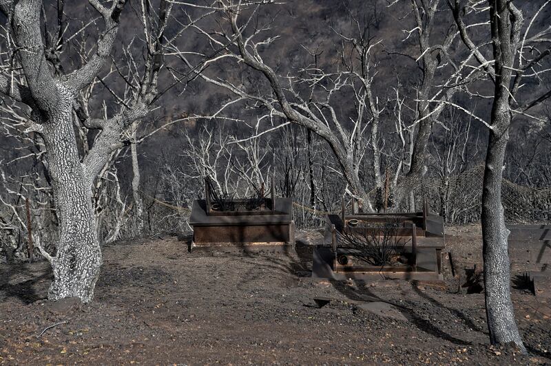 Large areas of Algeria's woodlands have been destroyed in the devastating fires.