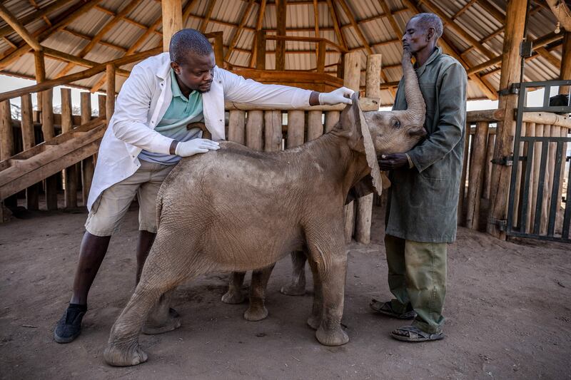 Elephant keeper Kiapi Lakupanai and resident veterinarian Isaiah Alolo check on a calf at the sanctuary in Namunyak Wildlife Conservancy. AFP