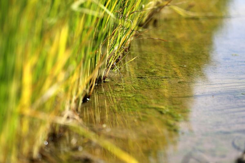 Sharjah, United Arab Emirates - Reporter: Sarwat Nasir. News. Food. Rice plants are planted in a flooded cannel at a rice farm, as part of research by the ministry to enhance UAEÕs food security. Sharjah. Monday, January 11th, 2021. Chris Whiteoak / The National