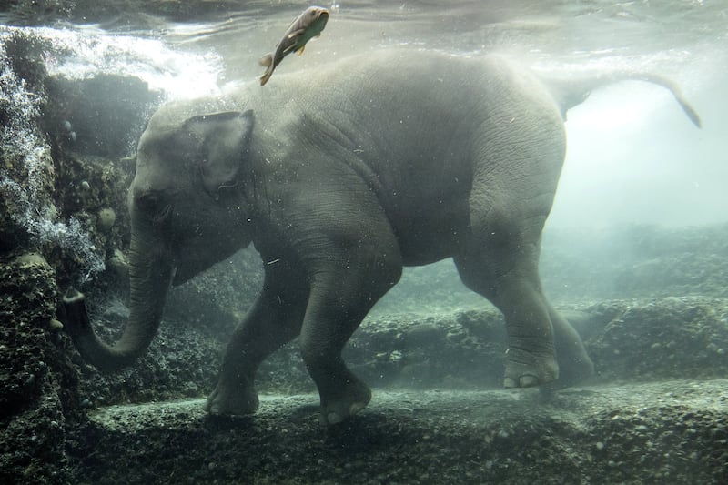 epa08984583 The elephant cow Omysha dives under water at the Zoo in Zurich, Switzerland, 03 February 2021.  EPA/ALEXANDRA WEY