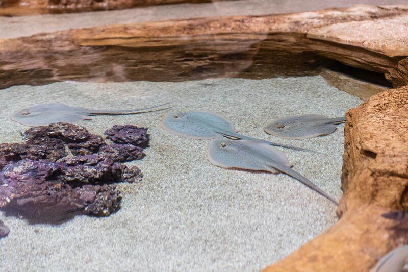 Stingray at SeaWorld Abu Dhabi 