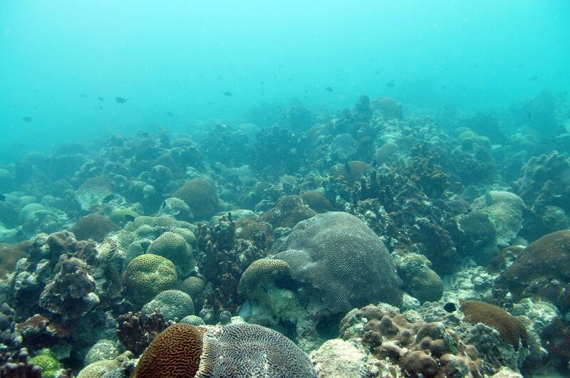 Ras Ghanada coral reef off the coast of Abu Dhabi. The UAE is to create the world’s largest artificial coral reef off the east coast of Fujairah. NYU Abu Dhabi