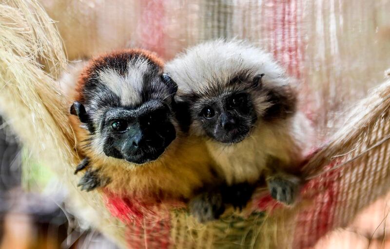 Two cotton-top tamarin monkeys rest on a hammock at Corpuraba's Wildlife Attention and Evaluation Centre (CAV) in Carepa, Antioquia department, Colombia. AFP