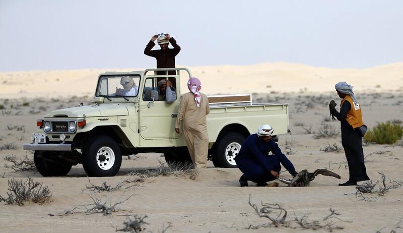 An Emirati falconer checks a hunting falcon at Al Marzoom.