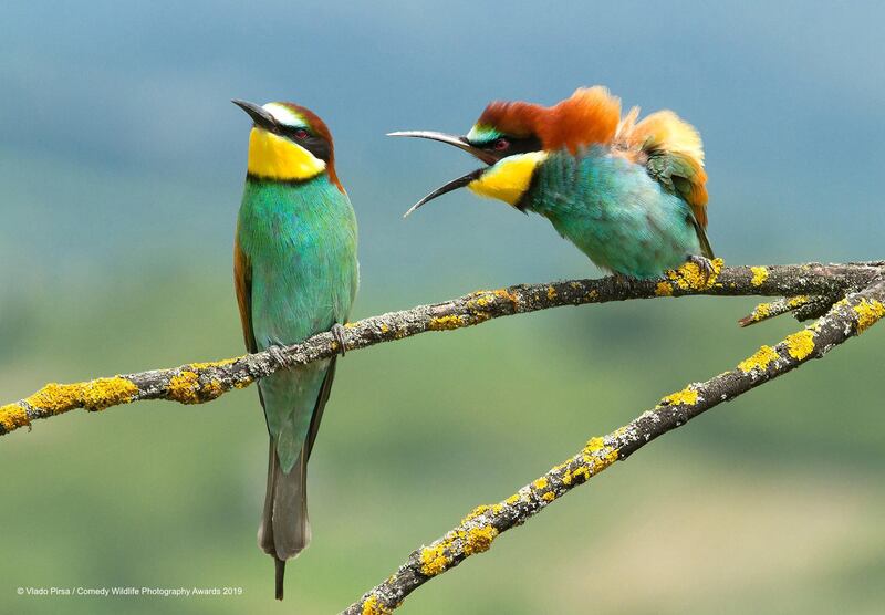 The Comedy Wildlife Photography Awards 2019
Vlado Pirsa
Donja Zdencina
Croatia
Phone: +385989709933
Email: fotovulture@gmail.com
Title: Family disagreement
Description: They were taken two birds during courtship before nesting. They then have strange poses and often seem to argue between themselves. "A couple of birds have family disagreements. Her husband was stuck for a long time last night with his friends at the inn, so the woman was angry again. He says there was only one drink after the last one."
Animal: Birds
Location of shot: Croatia