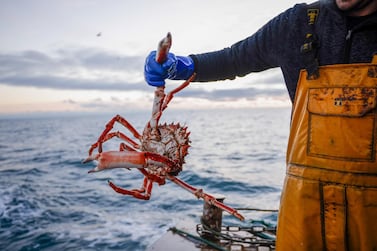 A fisherman holds a freshly caught spider crab  while trawling in the English Channel from the Port of Newhaven, England. Bloomberg