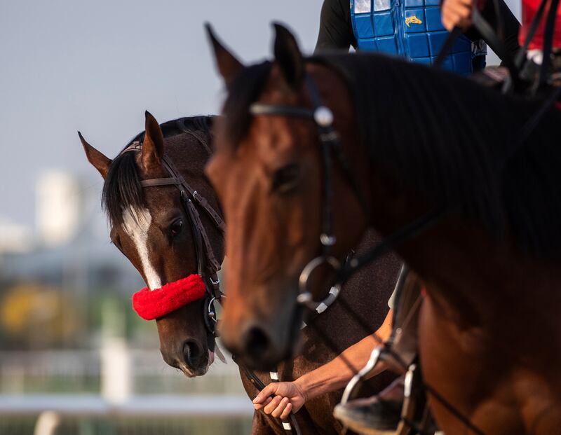 Dubai World Cup contender Hot Rod Charlie, left, walks next to an outrider pony. AP Photo