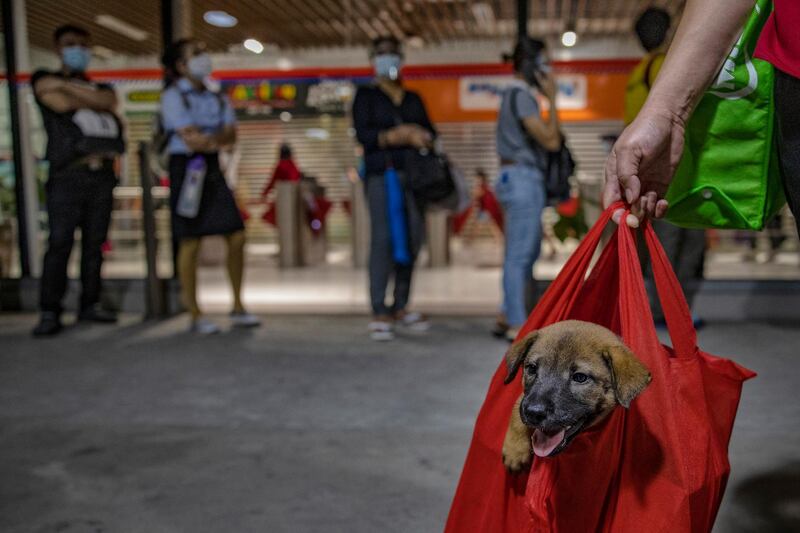 A commuter is seen carrying a puppy as she queues at a bus station in Parañaque. Getty Images