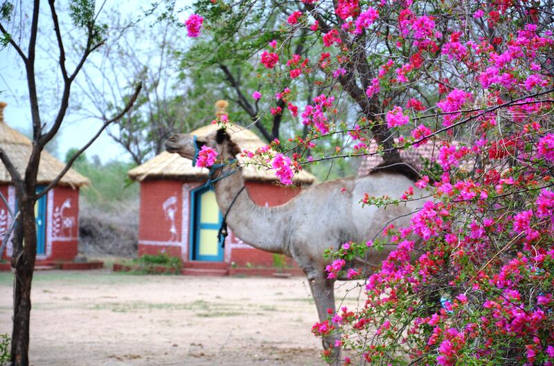 Inside a Rajasthani eco-tourism initiative where the camels are the VIPs. Photo: Ranakpur Camel Lodge