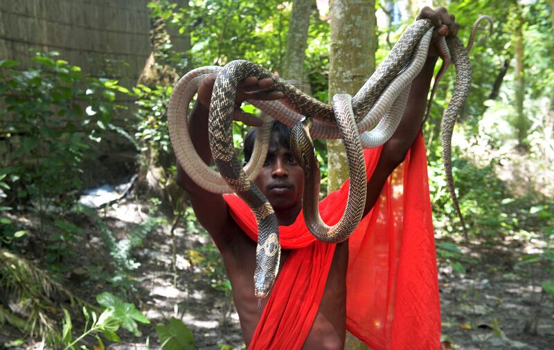 An Indian snake charmer displays a variety of 'gokhras' - cobras - to passers by at a snake fair at Purba Bishnupur village, around 85 kms north of Kolkata on August 17, 2013.  Hundreds of people queued in a remote village in eastern India over the weekend to receive blessings from metres-long and potentially deadly snakes, thought to bring them good luck.  AFP PHOTO/Dibyangshu SARKAR
 *** Local Caption ***  761204-01-08.jpg