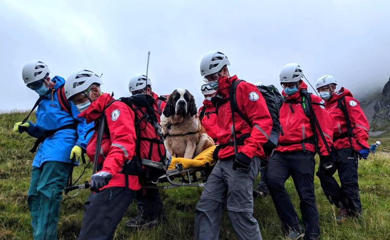 A handout picture released by Wasdale Moutain Rescue shows volunteers carrying Daisy, a 55kg St Bernard dog down from Scafell pike, one of England's highest peaks near Grasmere in northwest England. Sixteen rescuers were called out to save a St Bernard dog stranded on an English mountain, in an embarrassing episode for the member of a breed more famed for rescuing stricken humans from the icy dangers of the high Alps. AFP