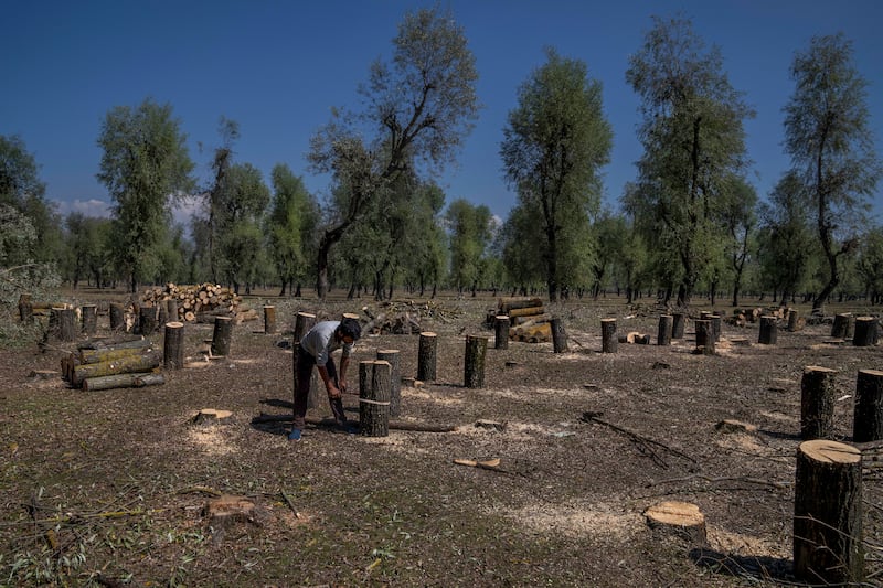 A Kashmiri worker measures logs kept aside for making cricket bats.