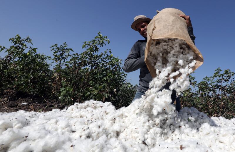 A farmer collects harvested cotton at a field in Kafr El Sheikh governorate, north of Cairo.