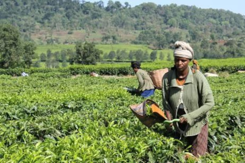 Workers pick tea at the Chewaka tea estate factory.

Peter Chayney / The National