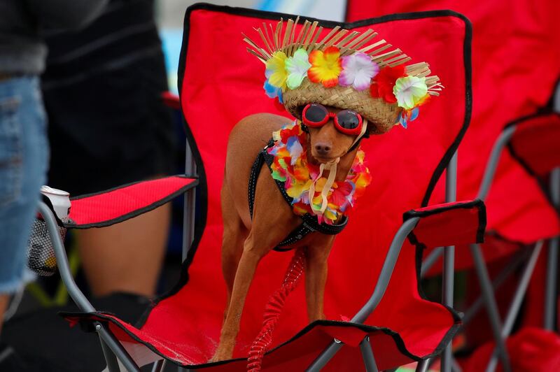 Rusty the surfing minpin waits to compete in the 14th annual Helen Woodward Animal Center "Surf-A-Thon" where more than 70 dogs competed in five different weight classes for "Top Surf Dog 2019". Reuters