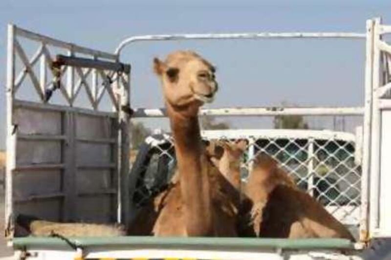 Al AIN-FEB 26. CAMEL MARKET. A camel is driven off in the back of a pick up truck after being sold for camel meat at the Al Ain Camel Market,Weds, Feb27. Photo by Stephen Lock / ADMC)

