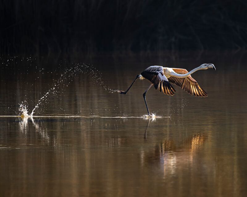 The winner of the Mangroves & Wildlife category in the Mangrove Photography Awards 2022, by Jayakumar MN, UAE. Photo: Jayakumar MN / Mangrove Photography Awards