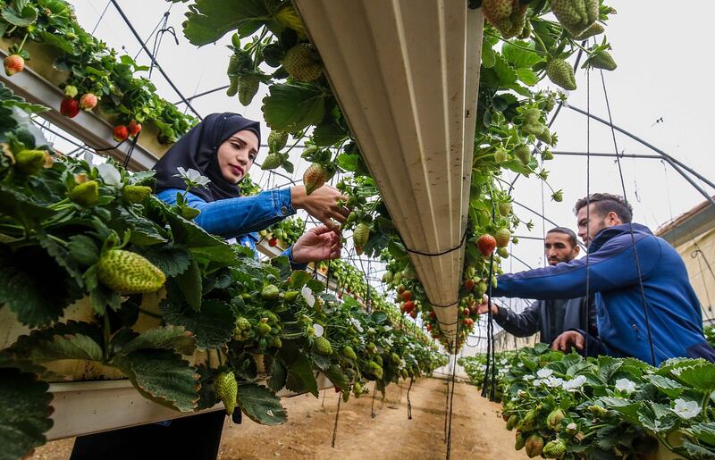 Hanin Abu Daqa, a 26-year-old graduate with a nursing degree, picks strawberries at her farm in Khan Yunis in the southern Gaza Strip. AFP